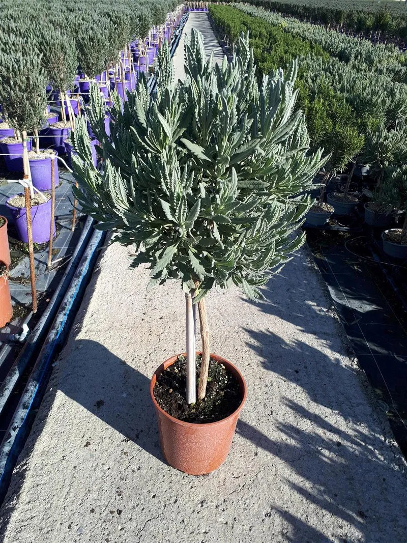 Lavandula dentata uppstammad 60 cm C2,5 (2,5 liters kruka) / 18 cm kruka
