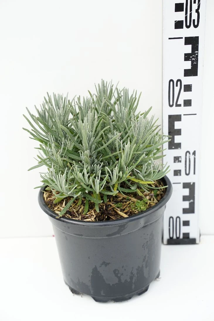 Lavandula angustifolia 'Munstead' 9 cm kruka