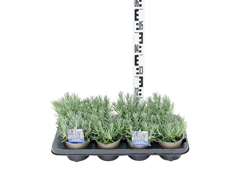 Lavandula angustifolia 'Munstead' 12 cm kruka