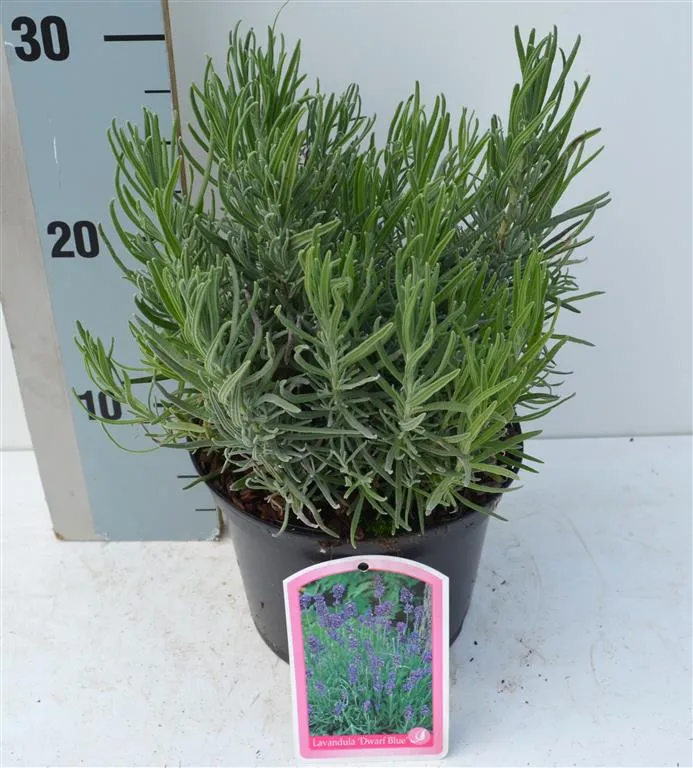 Lavandula ang. 'Dwarf Blue' C1,5 (1,5 liters kruka)