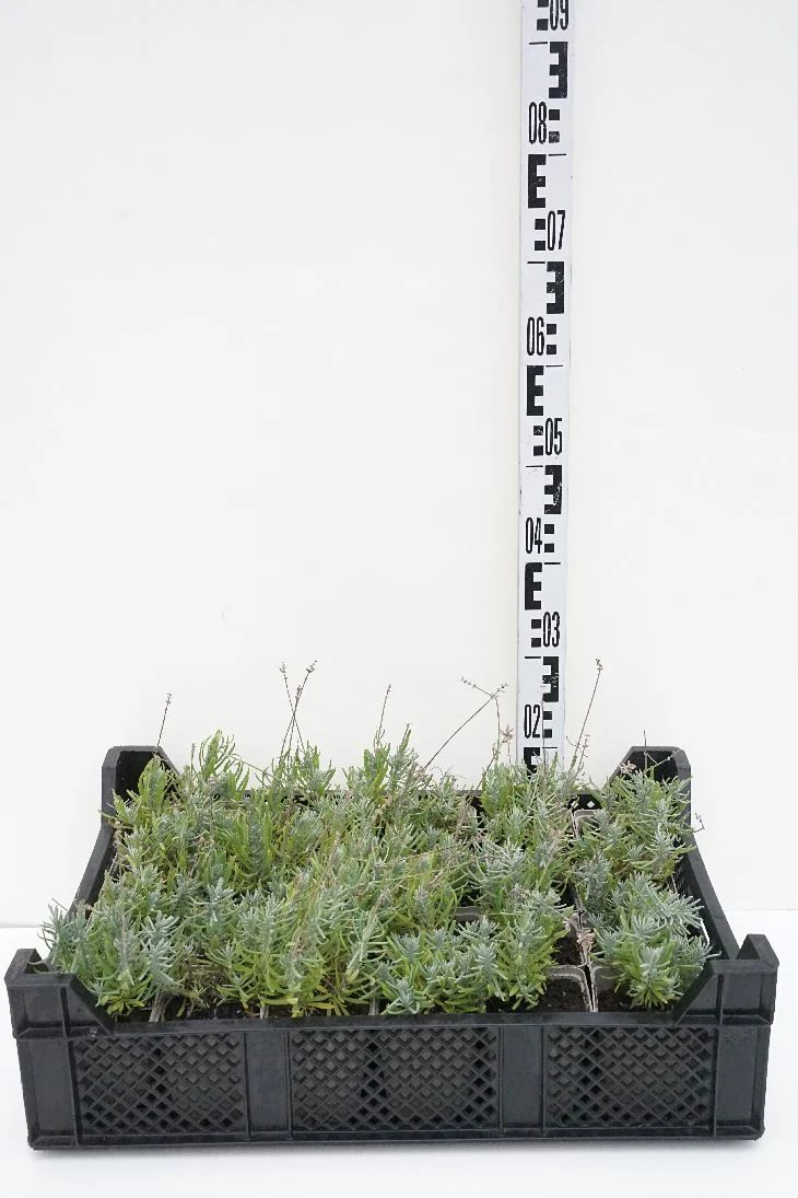 Lavandula angustifolia 'Alba' 9 cm kruka