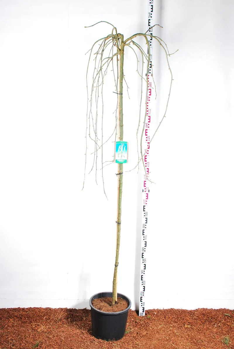 Laburnum alp. 'Pendulum' stam 180 cm, omfång 5-6 cm, C20 (20 liters kruka)
