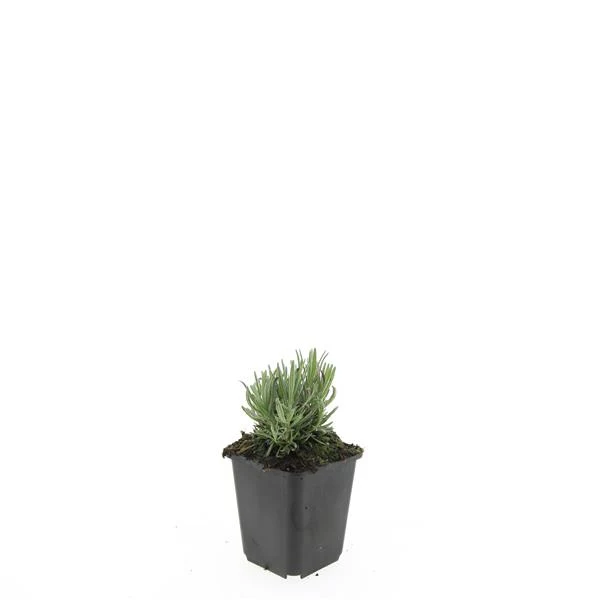 Lavandula ang.'Rosea' 9 cm kruka