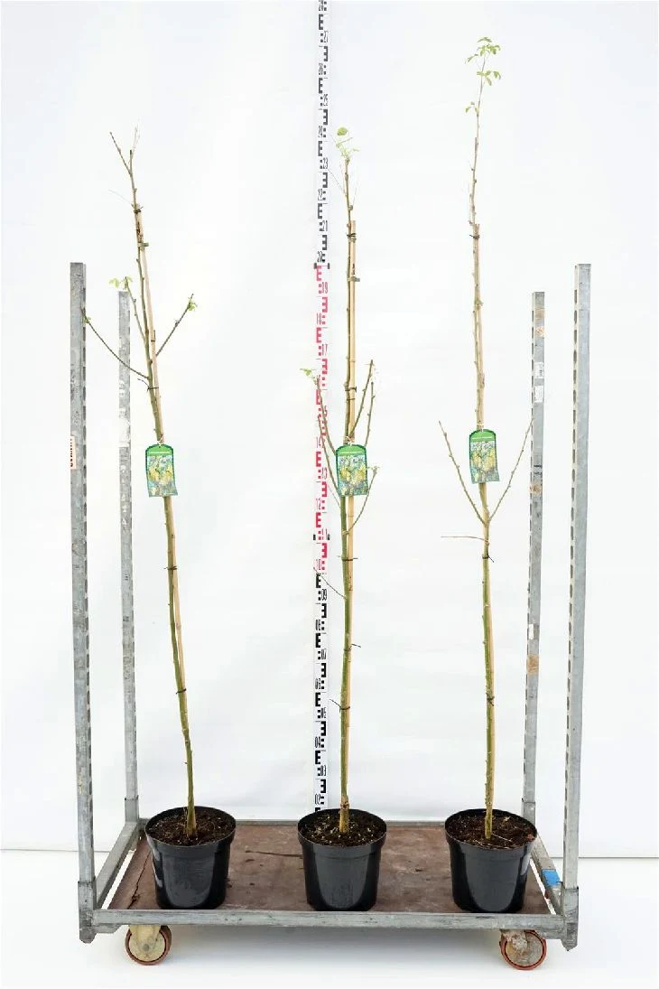 Laburnum anagyroides - Stamträd 10-12 cm, C25 (25 liters kruka)