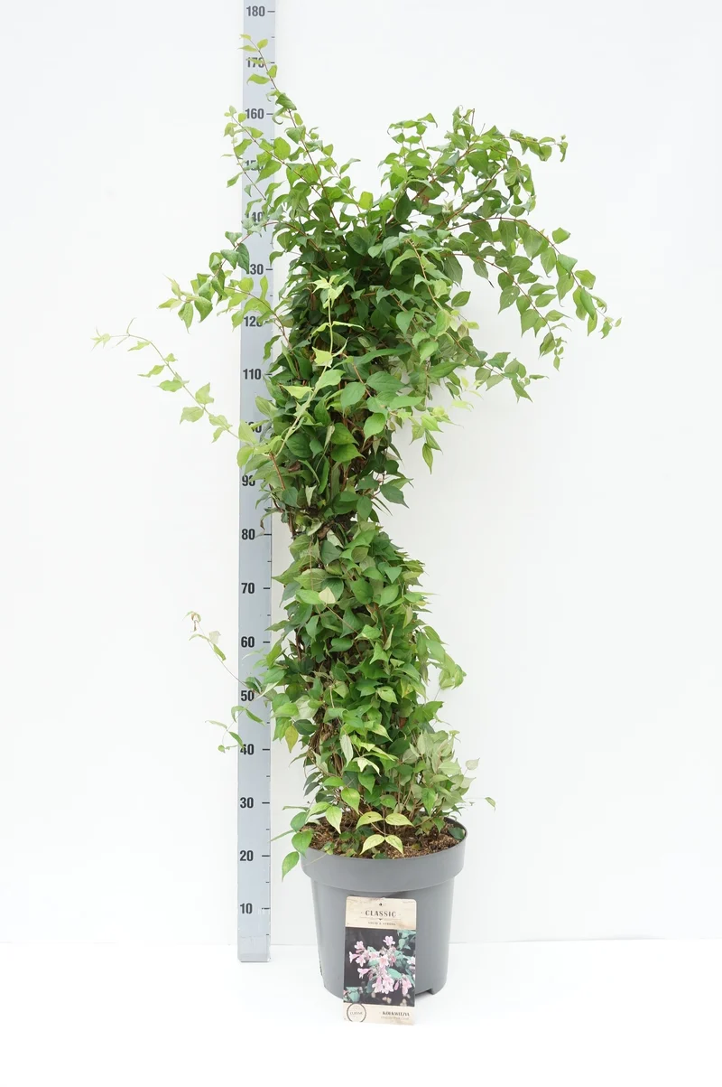 Kolkwitzia amabilis 'Pink Cloud' C3 (3 liters kruka) 50-60 cm