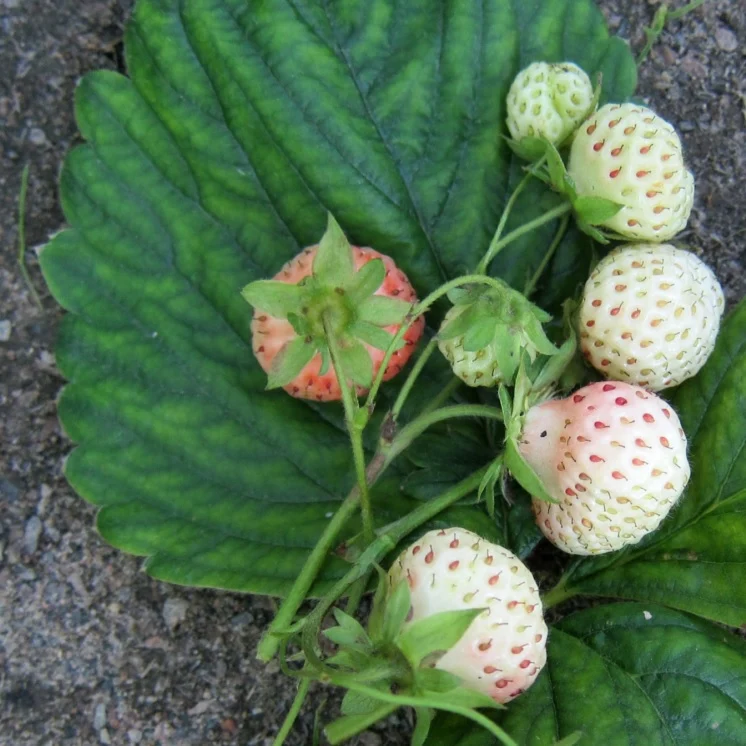 Jordgubbe 'Bianca' 9cm kruka