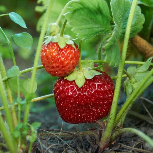 Jordgubbe 'Malwina' 7cm kruka