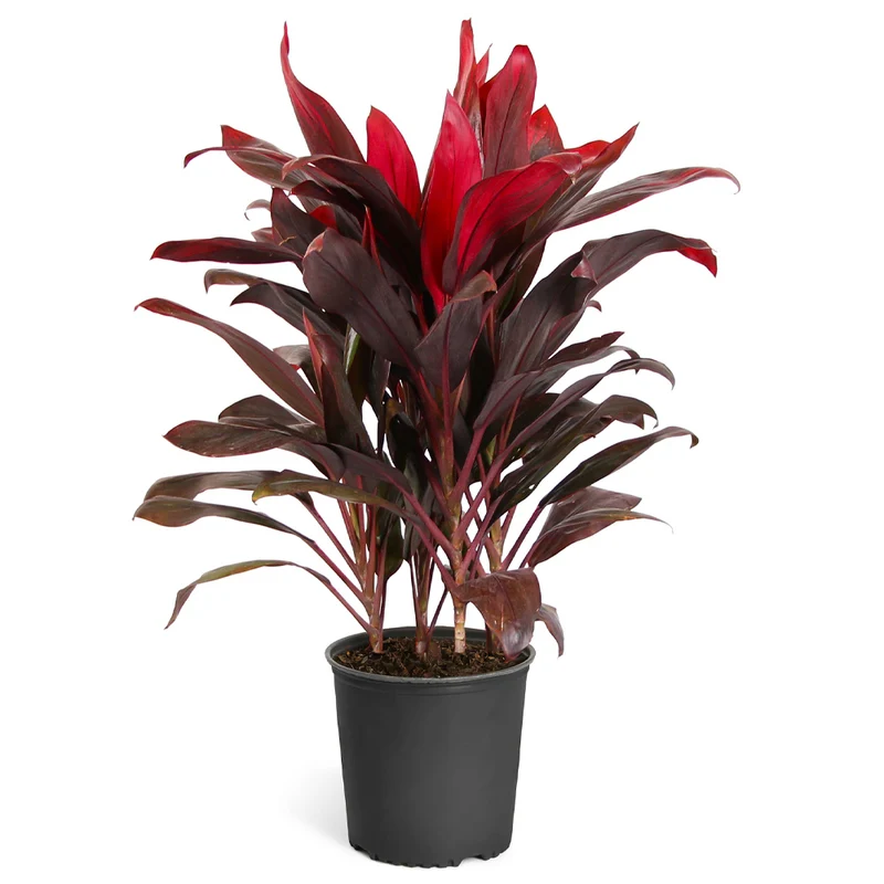 Hawaiian Ti Plant