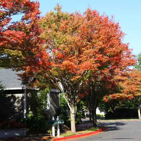Green Vase® Zelkova Tree