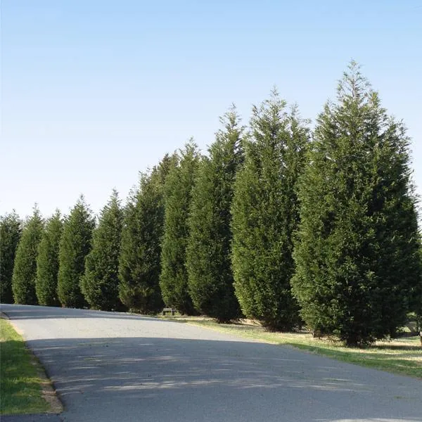 Techny Cold Hardy Thuja Tree