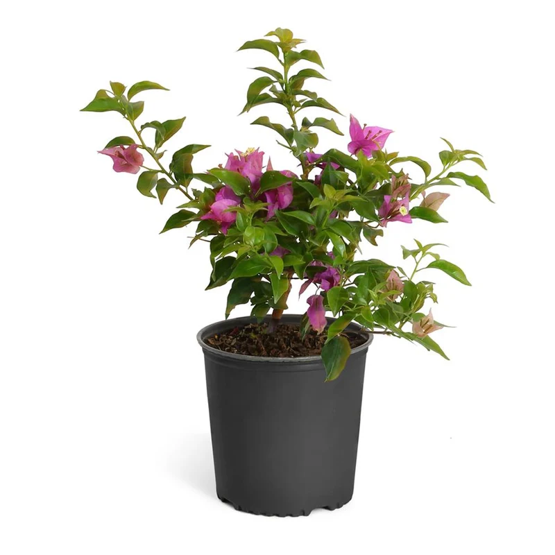 New River Purple Bougainvillea Shrub