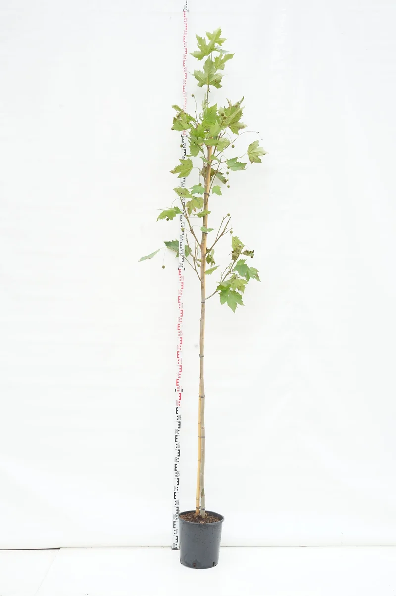 Platanus hispanica (acerifolia) högstam 14-16 cm, barrotad