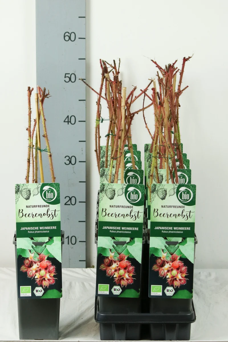 Rubus phoenicolasius C2 (2 liters kruka) 30-35 cm