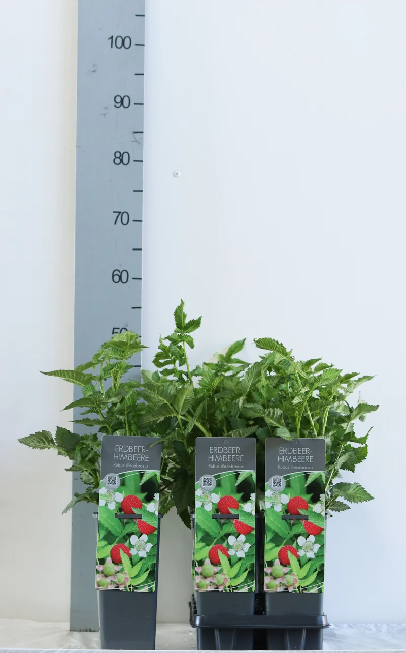 Rubus illecebrosus C2 (2 liters kruka) 30-40 cm