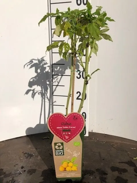 Rubus idaeus 'Golden Everest' C2 (2 liters kruka)