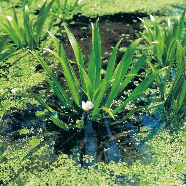 Stratiotes aloides (Vattenaloe) - lösa exemplar