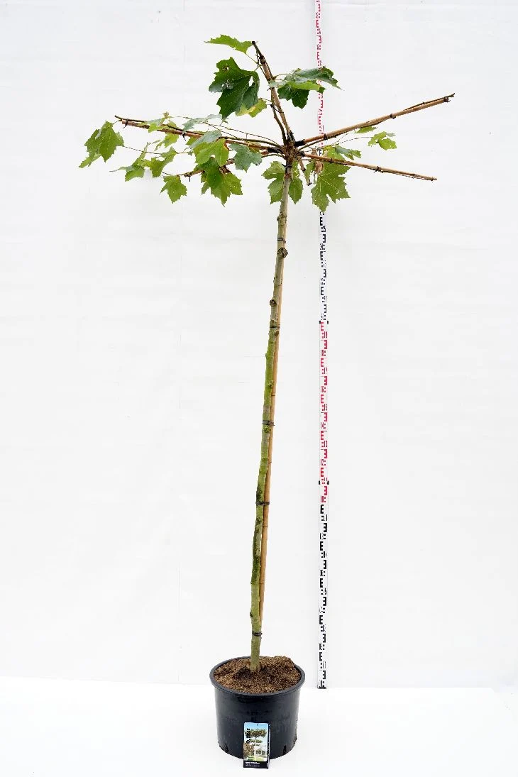 Platanus hispanica (takform) 12-14 cm C55 (55 liters kruka)