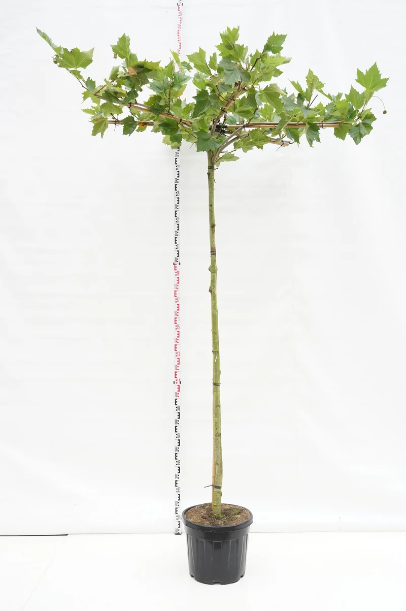 Platanus hispanica (takformad) 240 cm stam, 16-18 cm, trådkorg
