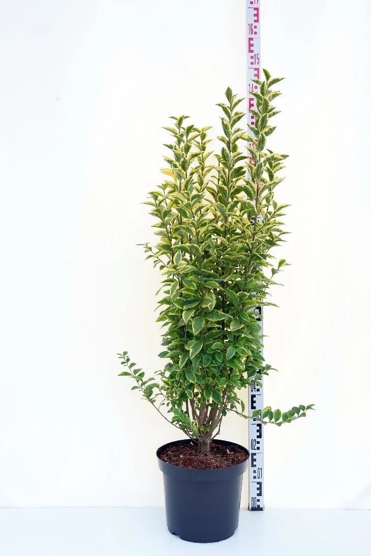 Ligustrum ovalifolium 'Aureum' C12 (12 liters kruka) 100-125 cm