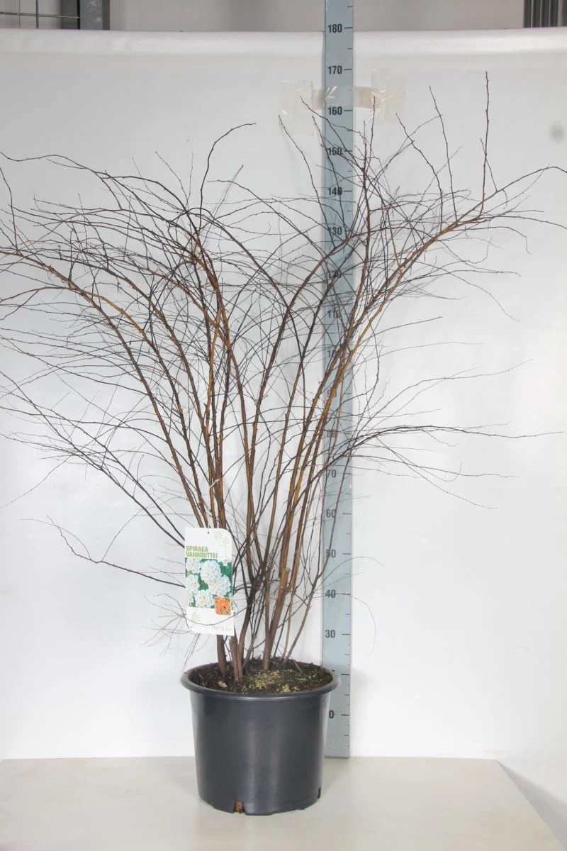Spiraea vanhouttei C20 (20 liters kruka) 125-150 cm