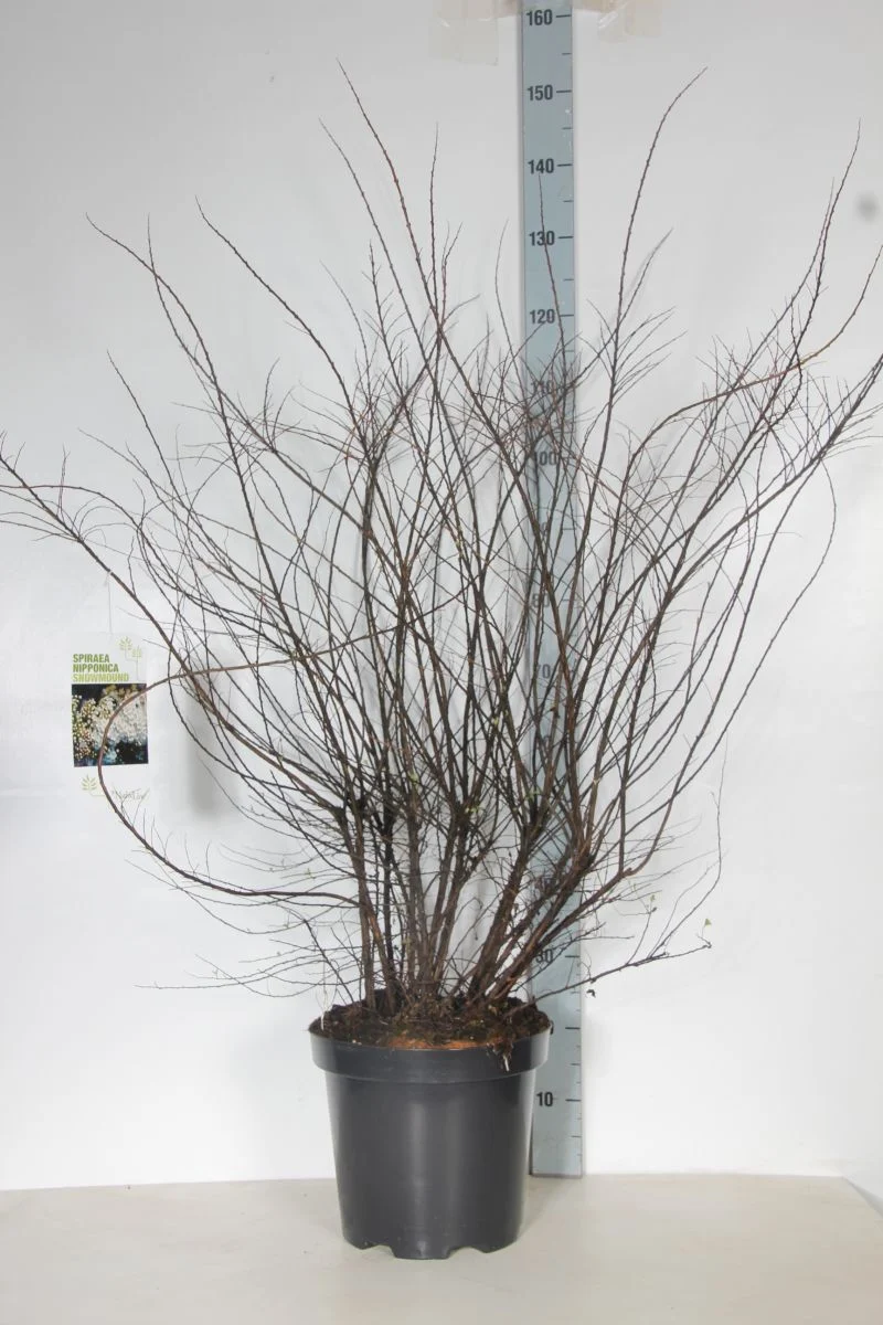 Spiraea nipp. 'Snowmound' C12 (12 liters kruka) 100-125 cm