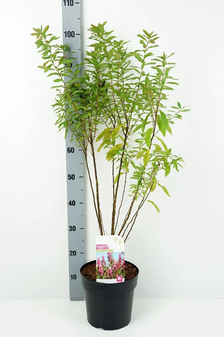 Spiraea bill. 'Triumphans' C5 (5 liters kruka) 50-60 cm