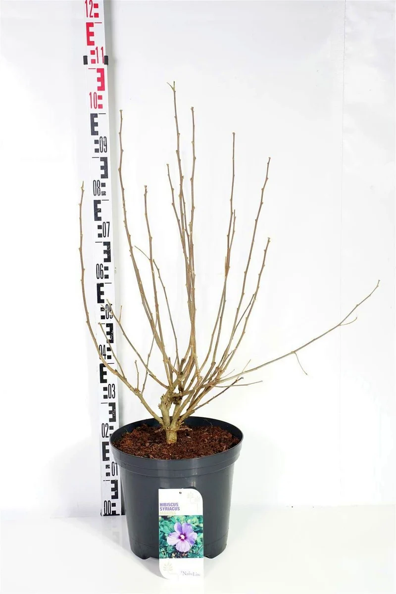 Hibiscus syriacus 'Marina' C12 (12 liters kruka) 80-100 cm