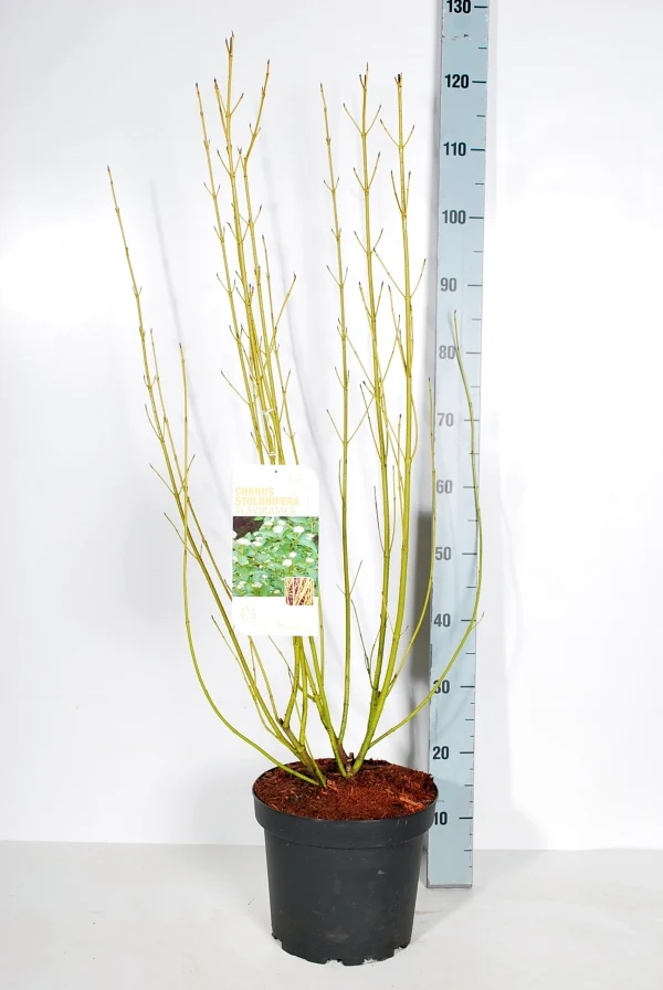 Cornus sericea 'Flaviramea' 80-100 cm, C7,5 (7,5 liters kruka)