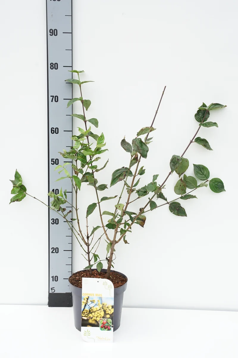 Cornus mas C3 (3 liters kruka) / 19 cm kruka 40-60 cm