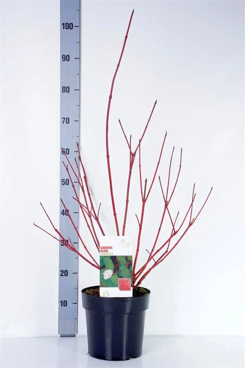 Cornus alba 'Sibirica' 50-60 cm C5 (5 liters kruka)