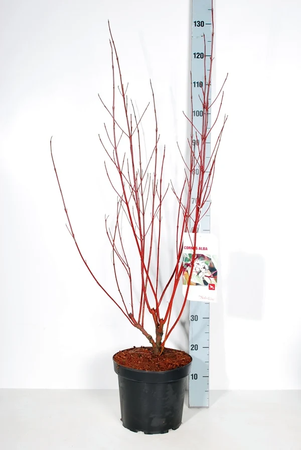 Cornus alba 'Elegantissima' C7,5 (7,5 liters kruka) 80-100 cm