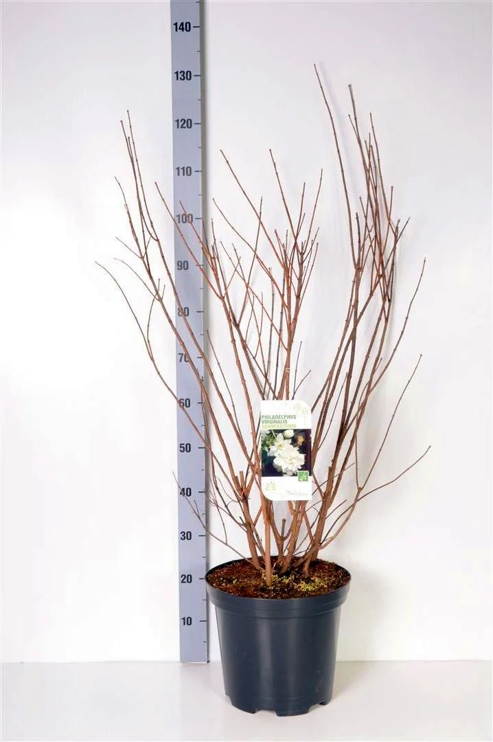 Philadelphus 'Schneesturm' C5 (5 liters kruka) 50-60 cm