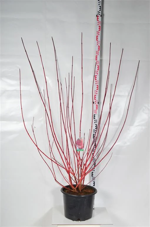 Cornus alba 'Sibirica' C20 (20 liters kruka) 125-150 cm