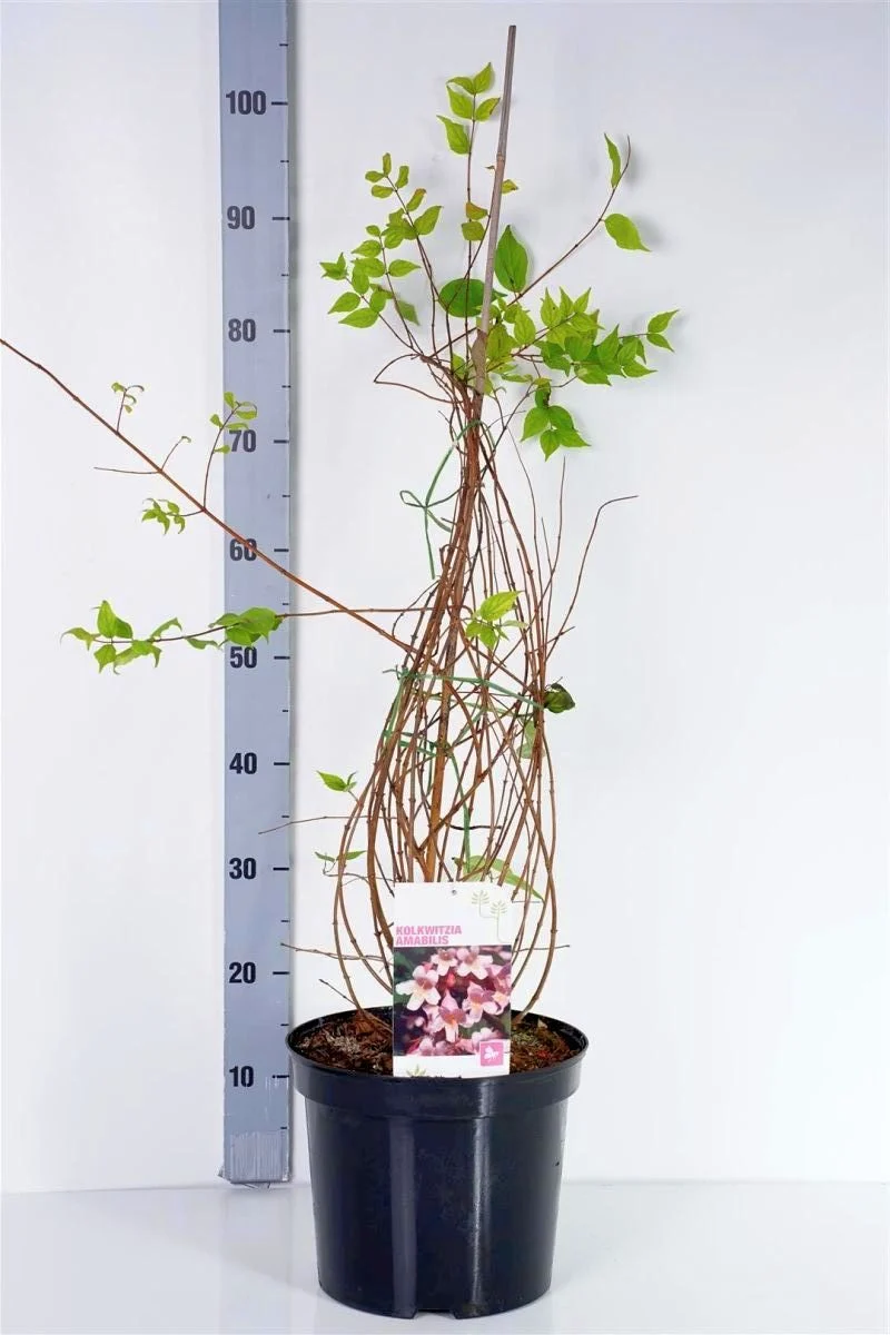 Kolkwitzia amabilis C7,5 (7,5 liters kruka) 80-100 cm