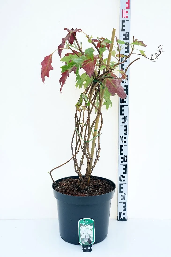 Hydrangea quercifolia 'Ice Crystal' 60-80 cm C12 (12 liters kruka)