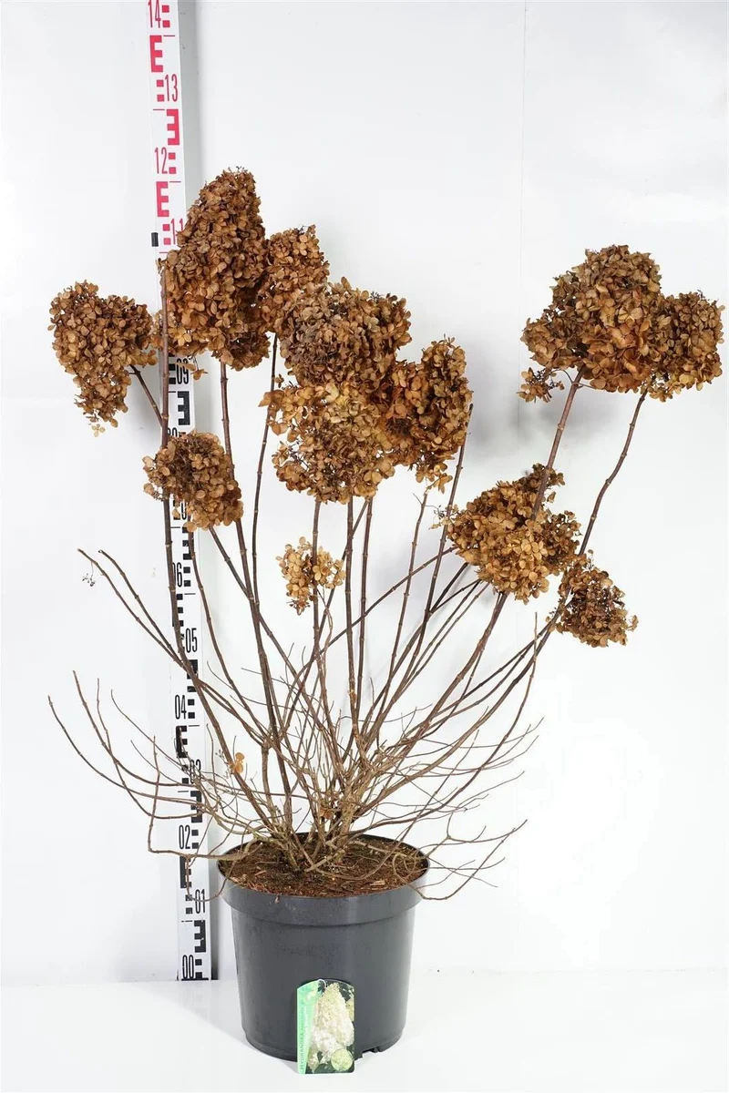 Hydrangea paniculata 'Polar Bear' C12 (12 liters kruka) 80-100 cm