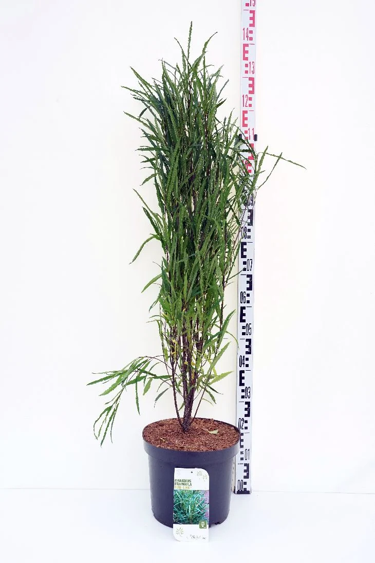 Frangula a. 'Fine Line' C12 (12 liters kruka) 80-100 cm