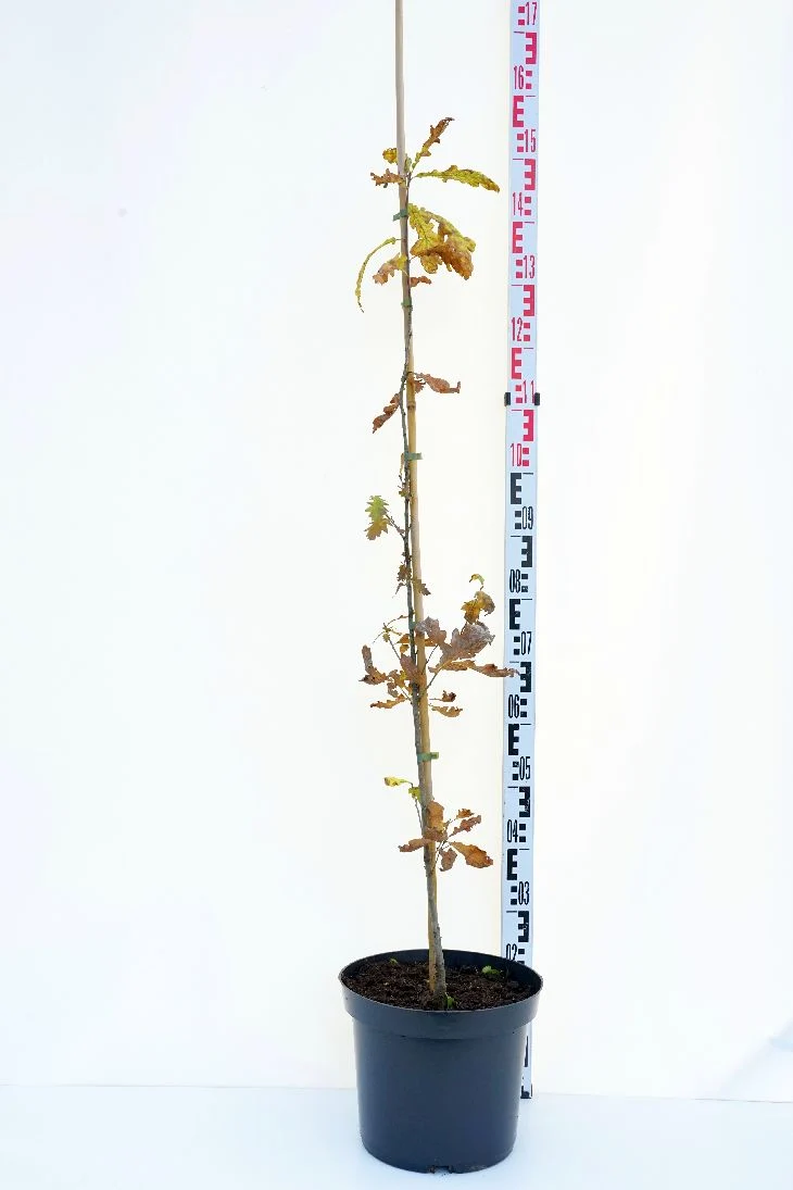 Quercus petraea 175-200 cm barrotad