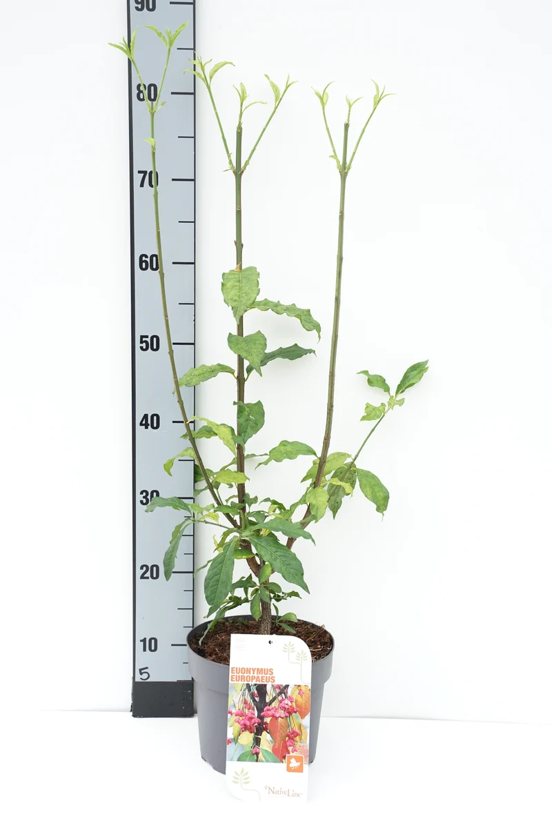 Euonymus europaeus 40-60 cm C3 (3 liters kruka)