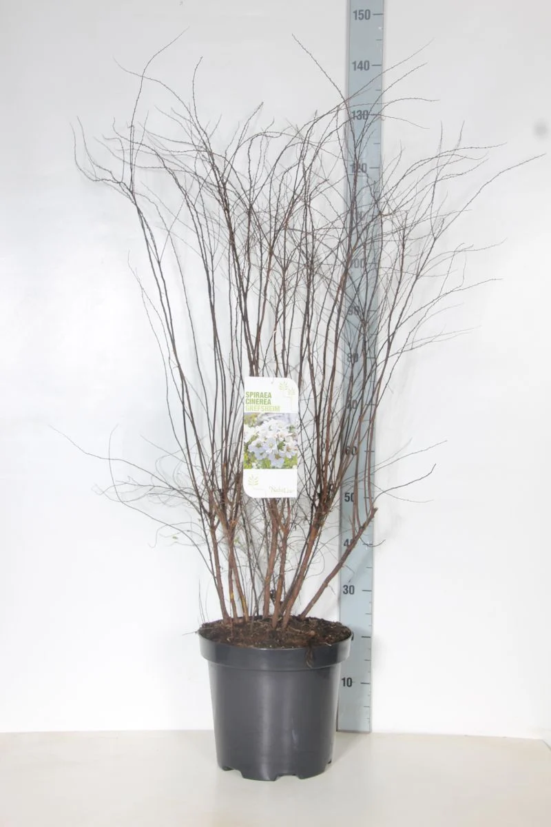 Spiraea cinerea 'Grefsheim' C3 (3 liters kruka) 30–40 cm