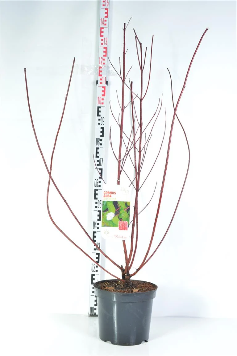 Cornus alba 'Sibirica' C7,5 (7,5 liters kruka) 80-100 cm