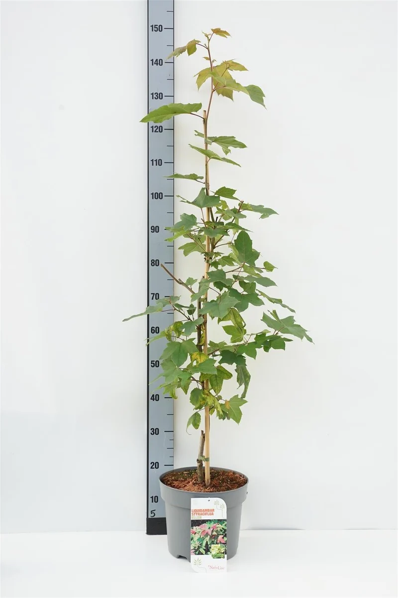 Liquidambar st. 'Ellen' C7,5 (7,5 liters kruka) 100-125 cm