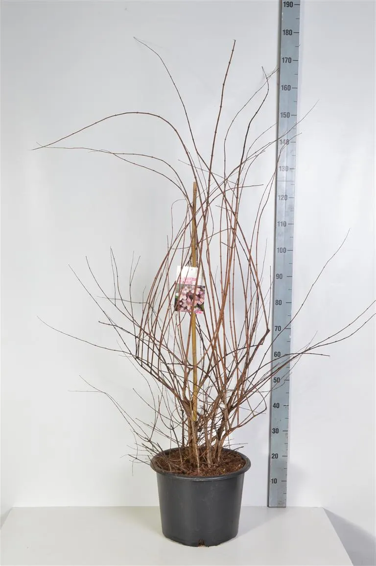 Kolkwitzia amabilis C20 (20 liters kruka) 125-150 cm