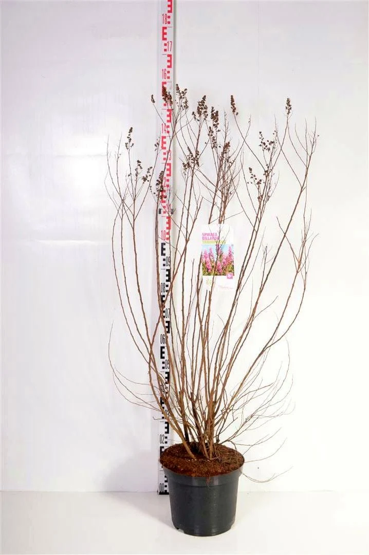 Spiraea bill. 'Triumphans' C12 (12 liters kruka) 80-100 cm