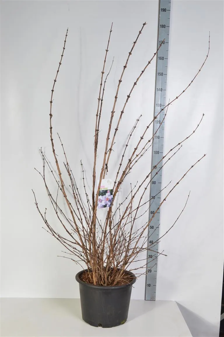 Deutzia hybrida 'Mont Rose' C20 (20 liters kruka) 125-150 cm