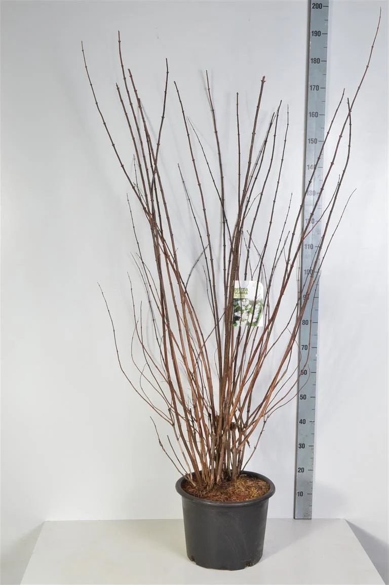 Deutzia scabra 'Plena' C20 (20 liters kruka) 125-150 cm