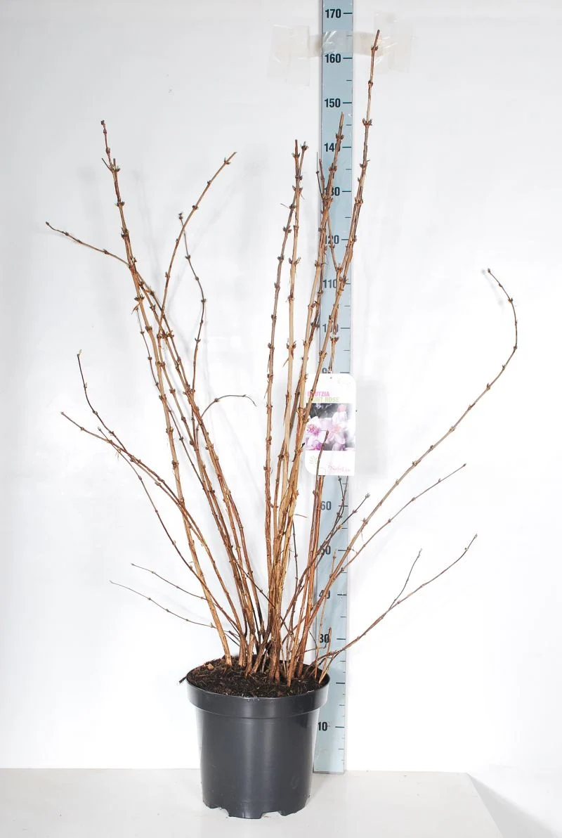 Deutzia hybrida 'Mont Rose' C12 (12 liters kruka) 80-100 cm