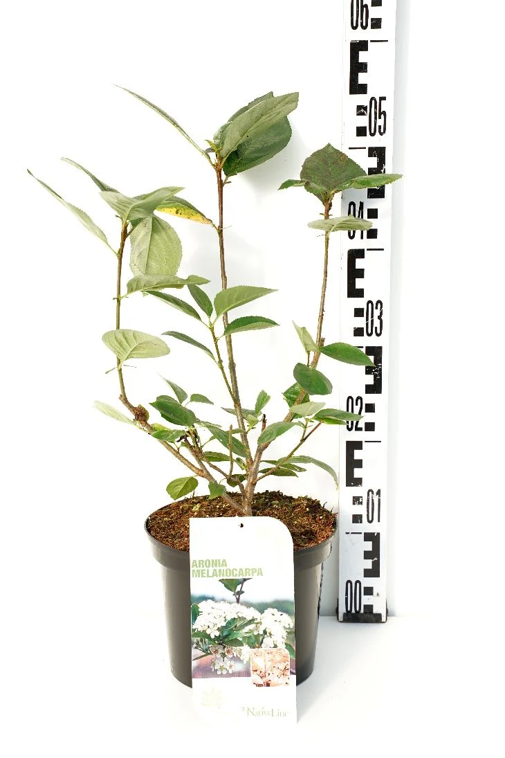 Aronia melanocarpa C3 (3 liters kruka) 40-60 cm