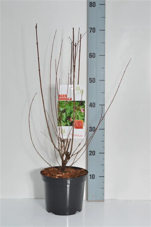 Acer ginnala C3 (3 liters kruka) 40-60 cm
