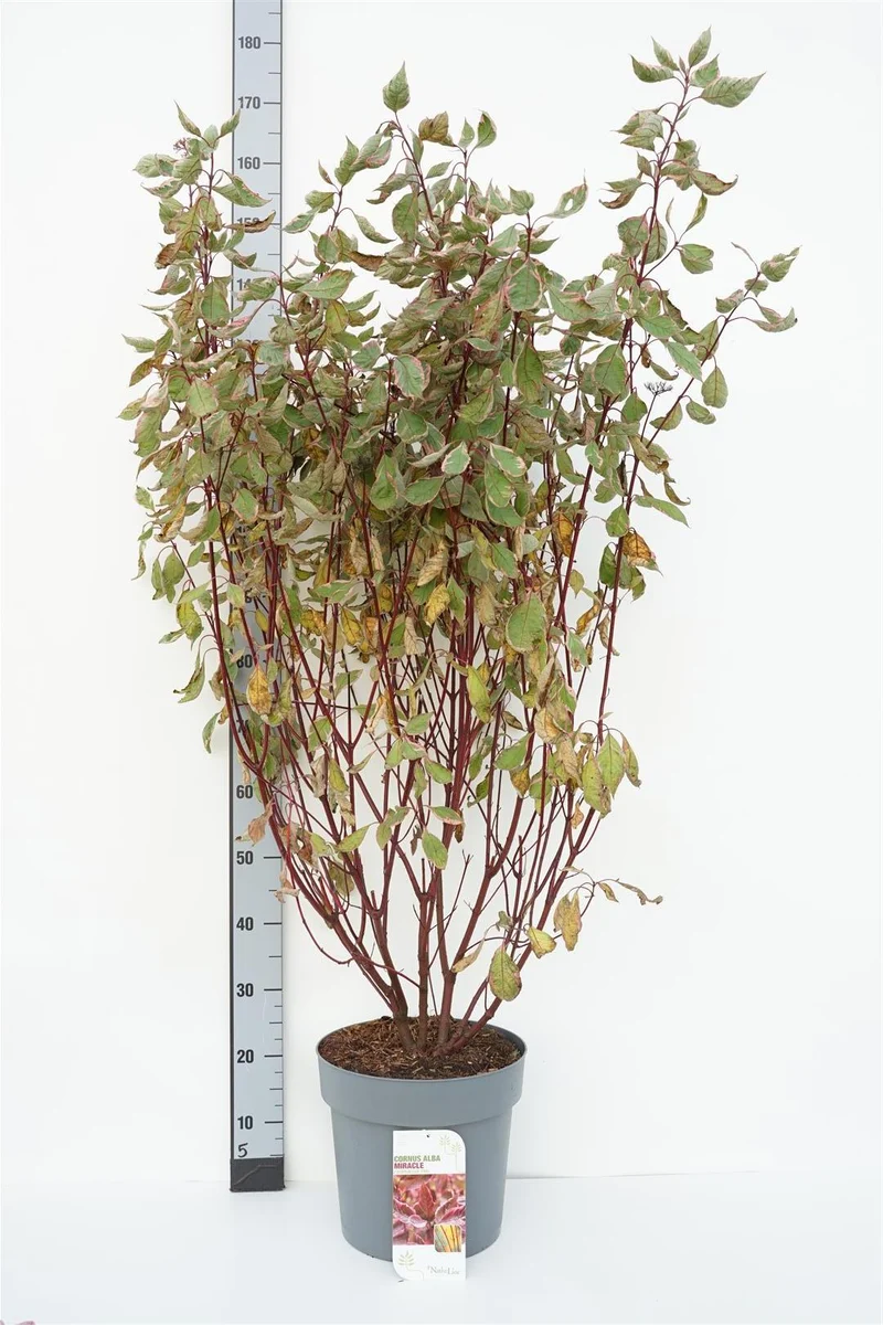 Cornus alba 'Miracle'® C12 (12 liters kruka) 100-125 cm